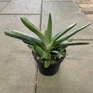 GASTERIA KXeA hSXL@Ǘ@t3 T{e A  A A i  CeA ϗtA O[ lC  v[g Mtg 