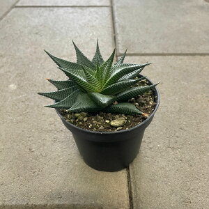 EARTH A[X ~tHAcCXg@Ǘ@t3 T{e A  A A i  CeA ϗtA O[ lC  v[g Mtg 