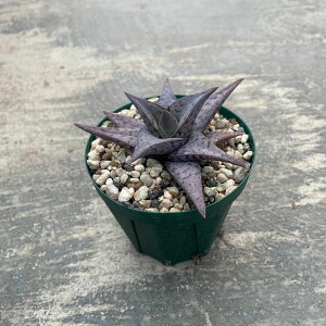 Aloe AG ̕P@Ǘ@t2.5 T{e A  A A i  CeA ϗtA O[ lC  v[g Mtg 