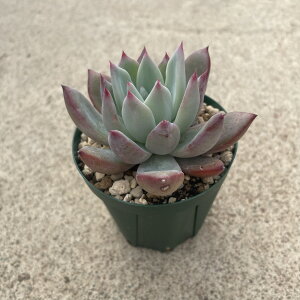 Echeveria エケベリア コロラータxAlps  管理方法付き2.5号鉢 サボテン 多肉植物 希少 珍奇植物 レア 珍品 珍しい インテリア 観葉植物 グリーン 人気 おうち時間 プレゼント ギフト おしゃれ