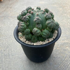 Euphorbia [zrA VgJ@Ǘ@t4 T{e A  A A i  CeA ϗtA O[ lC  v[g Mtg 
