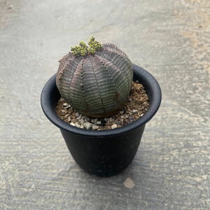 Euphorbia [zrA IxTij@Ǘ@t3 T{e A  A A i  CeA ϗtA O[ lC  v[g Mtg 