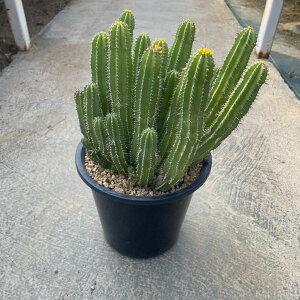 Euphorbia [zrA uZEht`R[T@Ǘ@t5.5 T{e A  A A i  CeA ϗtA O[ lC  v[g Mtg 