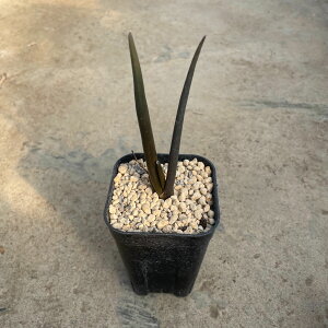 Aloe XUiGij@Ǘ@t3 T{e A  A A i  CeA ϗtA O[ lC  v[g Mtg 