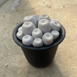 Epithelantha GseT  l̖Xq Ǘ@t3 T{e A  A A i  CeA ϗtA O[ lC  v[g Mtg 