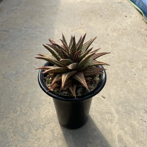 Haworthia nI`A or[T@RGс@Ǘ@t3 T{e A  A A i  CeA ϗtA O[ lC  v[g Mtg 