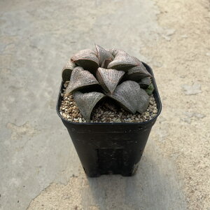 Haworthia nI`A I[h[@Ǘ@t2.5 T{e A  A A i  CeA ϗtA O[ lC  v[g Mtg 