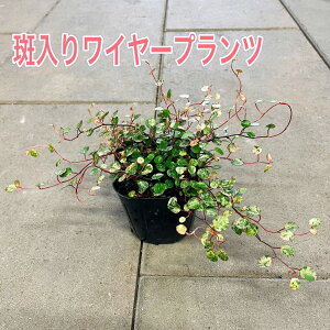 y胏C[vczy1_璍\Iz3|bgc OhJo[ 񂹐A nLOoXPbg Ԓd c ϊ ωA Ϗ v  c t