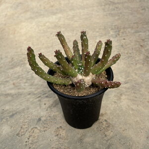 Euphorbia イネルミス ( 実) 管理方法付き2号鉢 サボテン 多肉植物 希少 珍奇植物 レア 珍品 珍しい インテリア 観葉植物 グリーン 人気 おうち時間 プレゼント ギフト おしゃれ