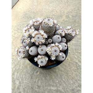 Mammillaria }~A yfXfTG A_[VjAi Ǘ@t3.5 T{e A  A A i  CeA ϗtA O[ lC  v[g