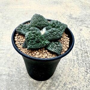 Ariocarpus AIJvX TbOSW () Ǘ@t3 T{e A  A A i  CeA ϗtA O[ lC  v[g Mtg 