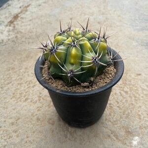 Gimnocalycium ギムノカリキウム アチラセンセ錦 曙斑 (実) 管理方法付き3号鉢 サボテン 多肉植物 希少 珍奇植物 レア 珍品 珍しい インテリア 観葉植物 グリーン 人気 おうち時間 プレゼント ギ