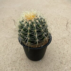 Echinocactus GLmJN^X p[}lgj () Ǘ@t3.5 T{e A  A A i  CeA ϗtA O[ lC  v[g Mtg 