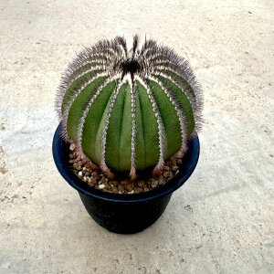 Uebelmannia EFx}jA GIJNgCfXXyN`jtF () Ǘ@t3.5 T{e A  A A i  CeA ϗtA O[ lC  v