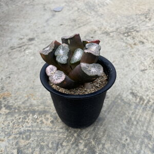 Haworthia nI`A @΂̒2.5 T{e A  A A i  CeA ϗtA O[ lC  v[g Mtg 