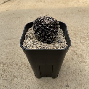 Copiapoa RsA|A oNeVXij2.5 T{e A  A A i  CeA ϗtA O[ lC  v[g Mtg 