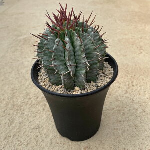 Euphorbia [zrA z_3 T{e A  A A i  CeA ϗtA O[ lC  v[g Mtg 