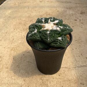 yAriocarpus AIJvX@SWijzǗ@t3.5 T{e A  A A i  CeA ϗtA O[ lC  v[g Mtg 