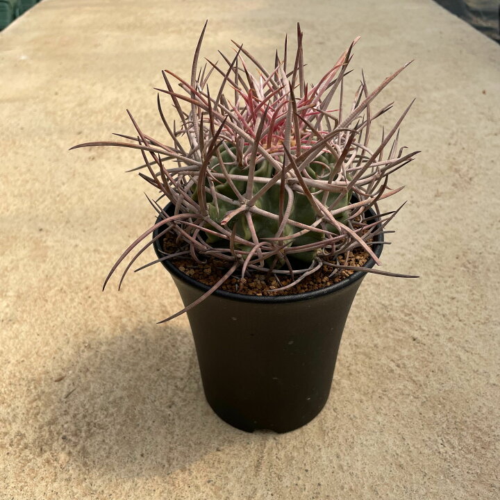 楽天市場】Echinocactus エキノカクタス 大竜冠 タイリュウカン 管理