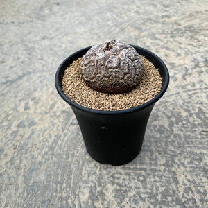 Discorea fBXRA Tb Ǘ@t2.5 T{e A  A A i  CeA ϗtA O[ lC  v[g Mtg 