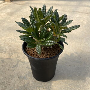 Dorstenia hXejA MKXij Ǘ@t3 T{e A  A A i  CeA ϗtA O[ lC  v[g Mtg 