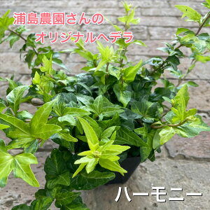 y{[wf͂z5|bgZbgY_̂̃IWiwfn[j[ 3|bgc K[fjO Â  O[[X ϗtA Ce