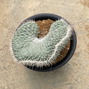yStrombocactus Xg{JN^X ԉԒԉԁij@zǗ@t4 T{e A  A A i  CeA ϗtA O[ lC  v[g Mt