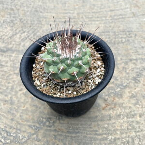 yStrombocactus Xg{JN^X ԉԋeijzǗ@t3.5 T{e A  A A i  CeA ϗtA O[ lC  v[g Mt