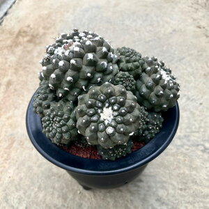 yCopiapoa RsA|A q|KGAzǗ@t5 T{e A  A A i  CeA ϗtA O[ lC  v[g Mtg 
