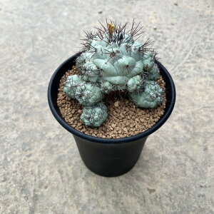yOrtegocactus IeSJN^X }NhJ[ij@zǗ@t4 T{e A  A A i  CeA ϗtA O[ lC  v[g M