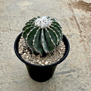 【Geohintonia ゲオヒントニア メキシカーナ(実)】管理方法付き2.5号鉢 サボテン 多肉植物 希少 珍奇植物 レア 珍品 珍しい インテリア 観葉植物 グリーン 人気 おうち時間 プレゼント ギフト