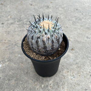 Copiapoa RsA|A Ri Ao Ǘ@t2.5 T{e A  A A i  CeA ϗtA O[ lC  v[g Mtg 