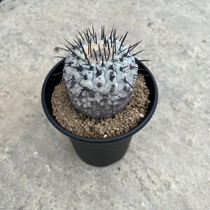 Copiapoa RsA|A Ri Ao Ǘ@t2.5 T{e A  A A i  CeA ϗtA O[ lC  v[g Mtg 