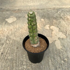 Elyria [NjA XsX Ǘ@t2 T{e A  A A i  CeA ϗtA O[ lC  v[g Mtg 