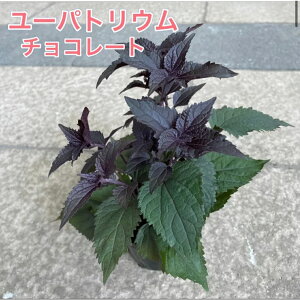 y3_ZbgIz[pgE `R[g 2.5|bgc  ԕc Ԓd 񂹐A ϊ Ϗ v Ă₷ h t