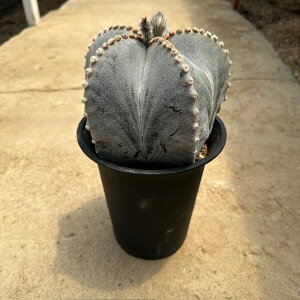 Astrophytum AXgtBc ǃXgMijǗ@t5 T{e A  A A i  CeA ϗtA O[ lC  v[g Mtg 