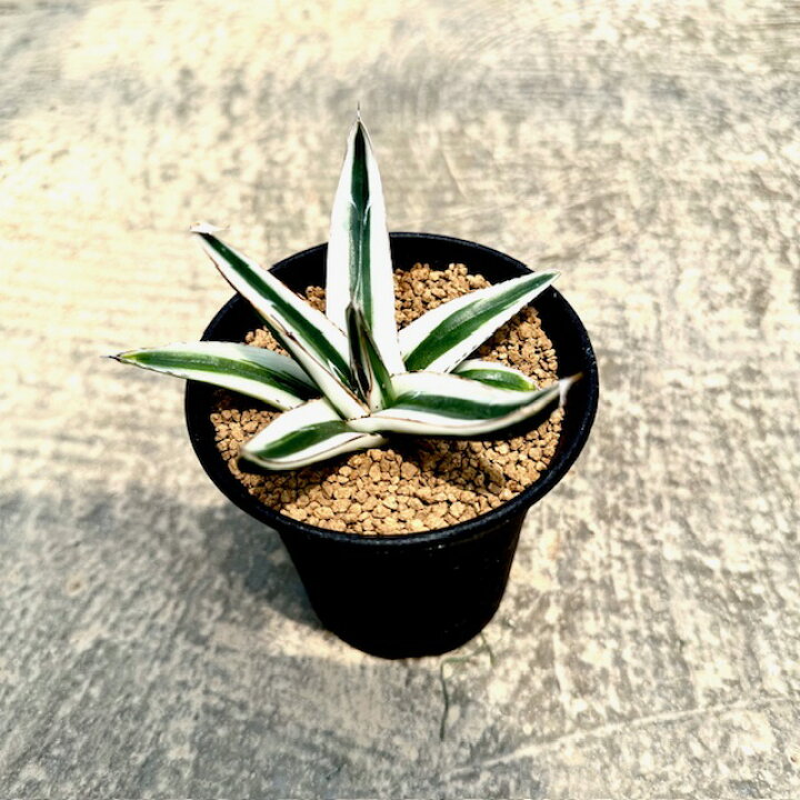 楽天市場】Agave アガベ 氷山 管理方法付き2.5号鉢 サボテン 多肉植物 