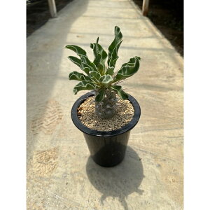 Pachypodium pL|fBE ij Ǘ@t5 T{e A  A A i  CeA ϗtA O[ lC  v[g Mtg 