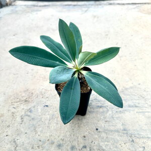 Euphorbia [tHrA pL|fBICfX@Ǘ@t2 T{e A  A A i  CeA ϗtA O[ lC  v[g Mtg 