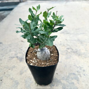 Rocks tHbPA GfX@Ǘ@t3.5 T{e A  A A i  CeA ϗtA O[ lC  v[g Mtg 