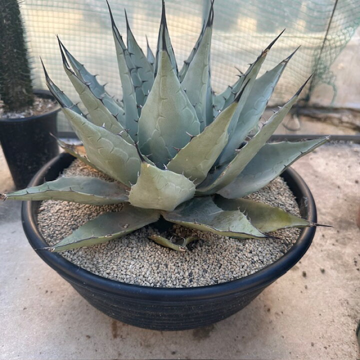 楽天市場】Agave アガベ パリー 管理方法付き10号鉢 サボテン 多肉植物 
