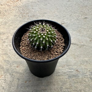 Uebelmannia EGx}jA lVXijǗ@t3 T{e A  A A i  CeA ϗtA O[ lC  v[g Mtg 