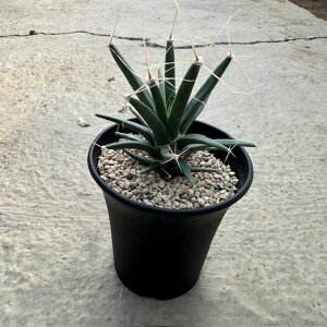 Leuchtenbergia ENexMA WRij@Ǘ@t3 T{e A  A A i  CeA ϗtA O[ lC  v[g Mtg 