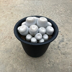 Epithelantha GsZT @l̖Xq@Ǘ@t3 T{e A  A A i  CeA ϗtA O[ lC  v[g Mtg 