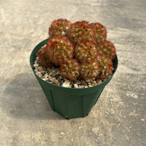 yMammillaria }~A ԎhJiG zǗ@t3.5 T{e A  A A i  CeA ϗtA O[ lC  v[g Mtg 