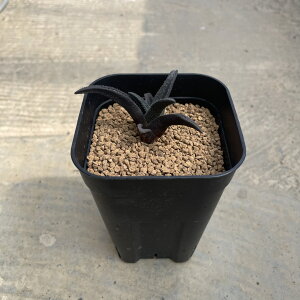 yHaworthia nI`A \fB_ijzǗ@t3 T{e A  A A i  CeA ϗtA O[ lC  v[g Mtg  