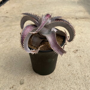 yDyckia fBbLA }jG|XgCij zǗ@t3 T{e A  A A i  CeA ϗtA O[ lC  v[g Mtg 