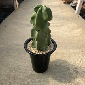 yLophocereus tHZEX \ zǗ@t4 T{e A  A A i  CeA ϗtA O[ lC  v[g Mtg  V