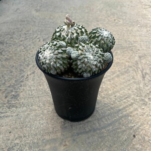 yPelecyphora pLtH I zǗ@t3.5 T{e A  A A i  CeA ϗtA O[ lC  v[g Mtg  V