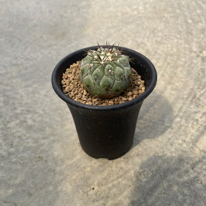 yCopiapoa RsA|A RiAo zǗ@t2.5 T{e A  A A i  CeA ϗtA O[ lC  v[g Mtg  
